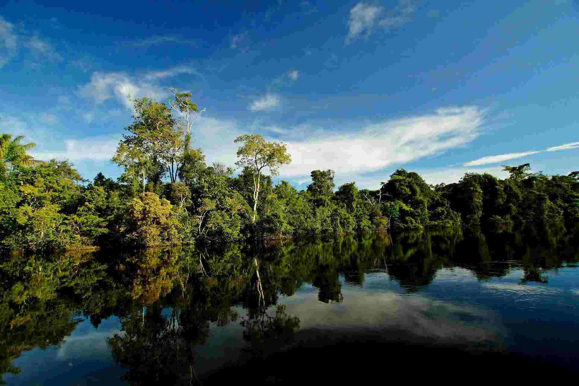Bosque Vivo - Conservación estricta y gestión de áreas protegidas.